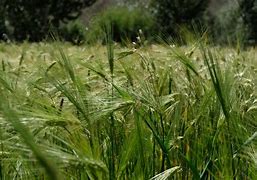 Highland barley 的图像结果