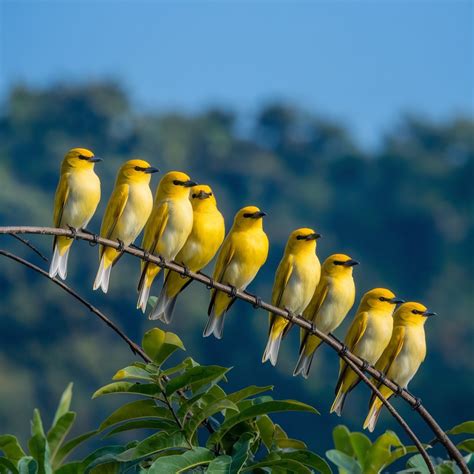 Yellow Birds: Spotting These Vibrant Avian Species Guide