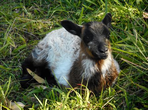 2016 Clun Forest Lambs - when was born ram