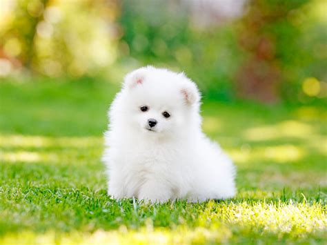 Pomeranian Dog & Puppy Breed and Adoption Info | Petfinder