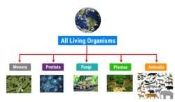 How to Master Biological Classification for NEET? - Topic-wise MCQ ...