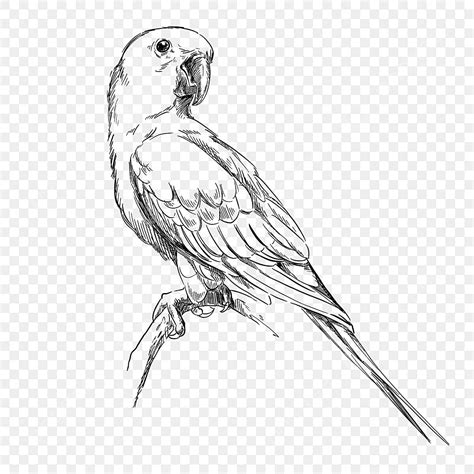 Image result for Parrot Line Drawing