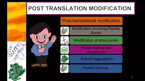 Most Common Post Translation Modification of Protein 的图像结果
