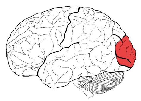 Primary Visual Cortex 的图像结果