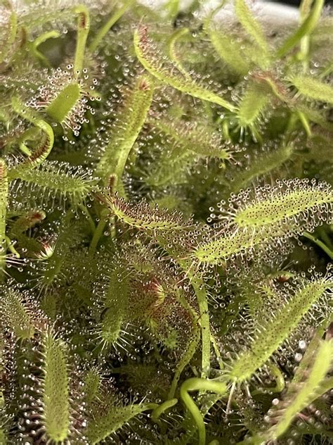 Cape Sundew Plants (Drosera capensis) - Flint and Fish