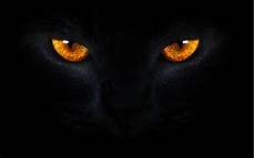 Gold Home Screen Cat Wallpaper by 43 Black Cat Wallpaper On Wallpapersafari Gold Home Screen Cat Wallpaper
