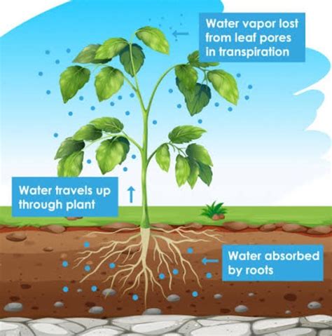 5. Draw a labelled diagram to show that transpiration occurs from ...
