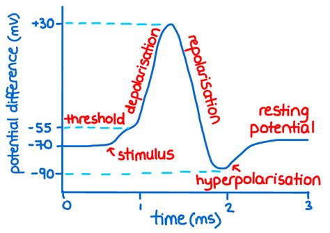 Action Potential Simple Steps 的图像结果