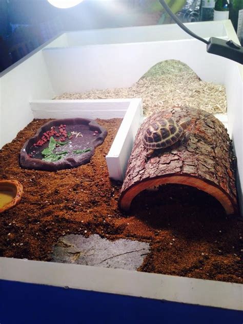 Image result for Box Turtle Homes