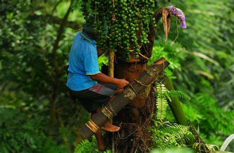 manfaat air nira kelapa untuk kesehatan