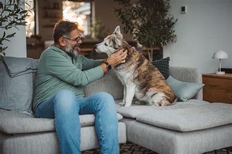 How to Keep Dogs Off the Couch - Whole Dog Journal