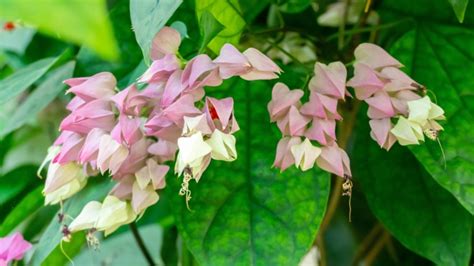 Image result for Java Minecraft Title Screen