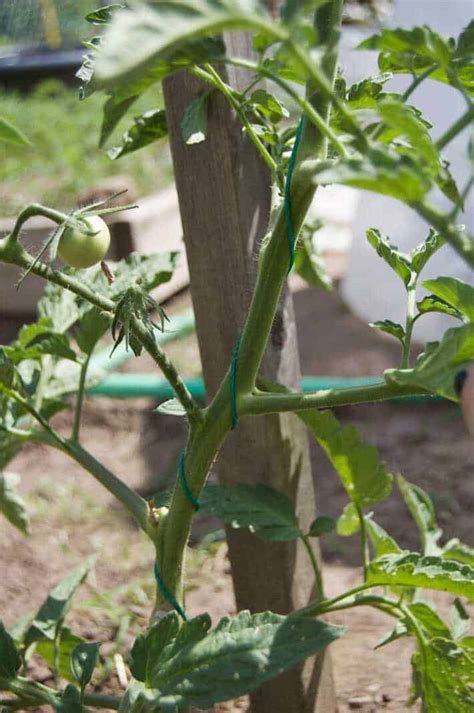 Staking Tomatoes with String 的图像结果