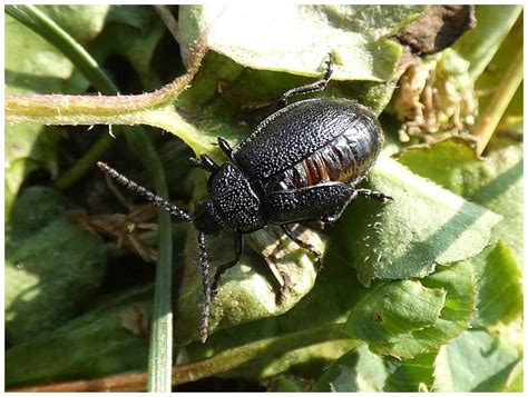 Brouci (Coleoptera) - Bobův fotoblog
