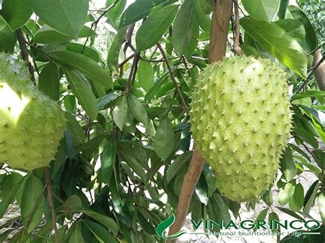 Creative Farmer Live Plant Gardens Rare Exotic Tropical Soursop Annona ...
