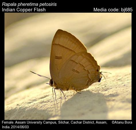 Rapala pheretima | Butterfly