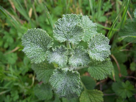 Health Benefits of Horehound (White Horehound) - Health Benefits