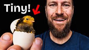 We hatched the tiniest chicks in the world