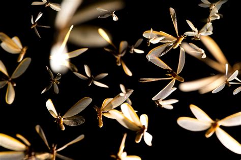 Image result for mayfly