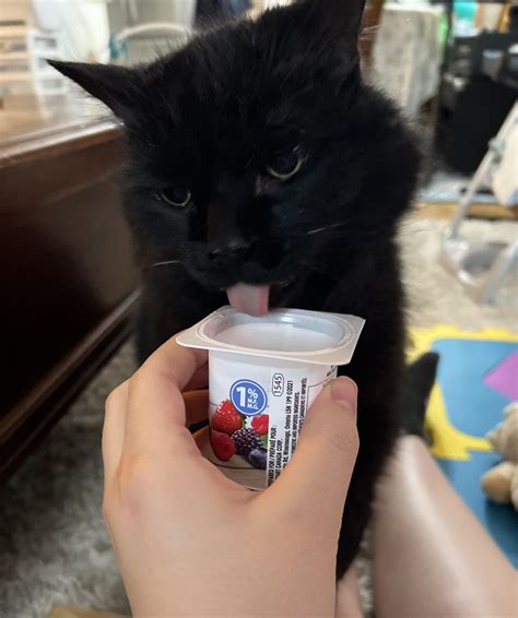 Can Cats Eat Vanilla Greek Yogurt