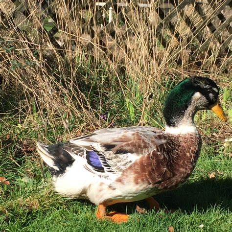 Silver Appleyard Duck – Poultry Pages
