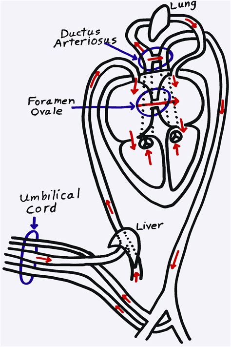 Foetal Circulation Diagram