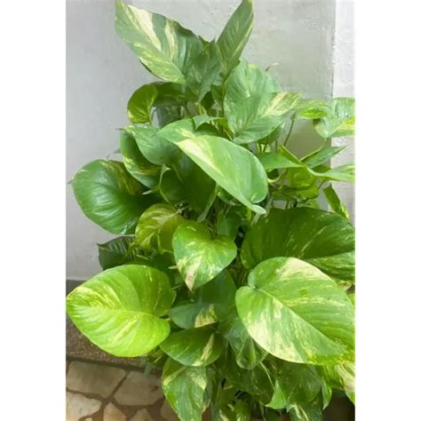 Green Money Plant, Pothos | Epipremnum aureum - Plants