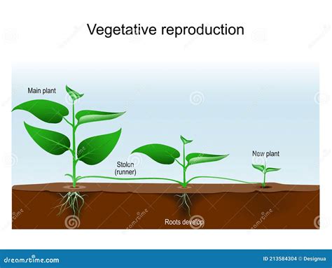 Asexual Plant Reproduction