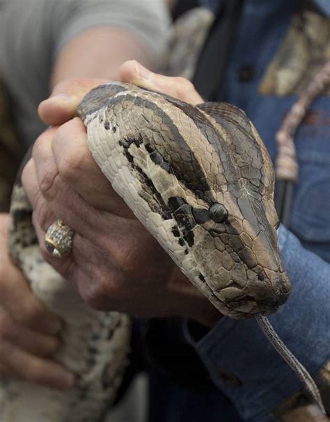 Python Poop 的图像结果