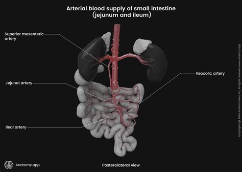 Small intestine | Anatomy.app