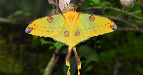Moth Identification | Types, Facts & Pictures
