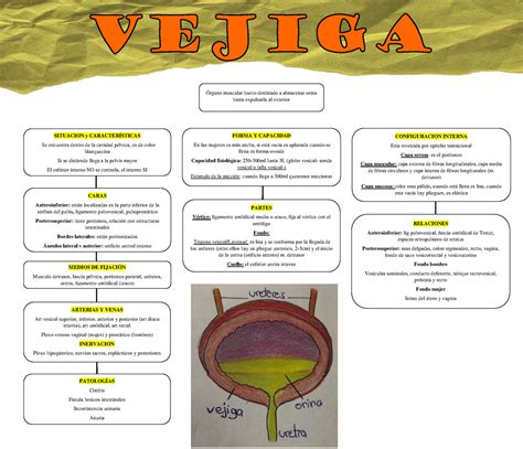 Vejiga MAPA Conceptual - FORMA Y CAPACIDAD En las mujeres es más ancha ...