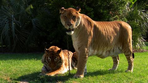 Lions, Tigers and Ligers! | Liger, Big cats, Super cat