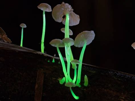 Meghalaya's Rare 'Electric Mushrooms'