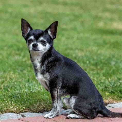25+ Rare Chihuahua Colors: Which Type is Right for You?