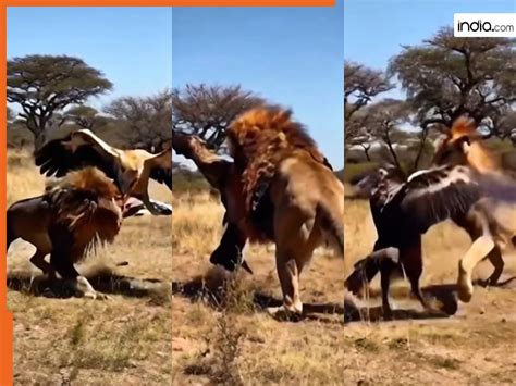 Sher Ka Video: आसमान से उतरते ही बाज पर टूट पड़ा शेर, मगर अंतिम नतीजे ...