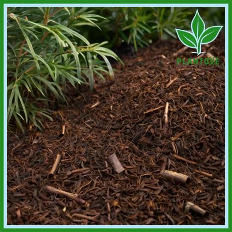 Pine Bark Mulch: Benefits, Problems, and Best Uses
