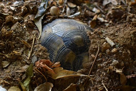 How Do Turtles and Tortoises Sleep? - Sleep Patterns, Habitats, and ...