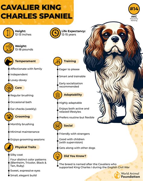10 Most Easiest Dog Breeds To Own For A Stress-Free Life