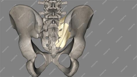 Premium Photo | The posterior sacroiliac ligament is a compound ligament composed of three ...