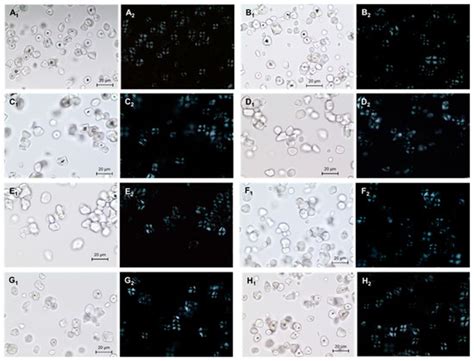 Structural Characteristics and In Vitro Digestibility of Malic Acid ...