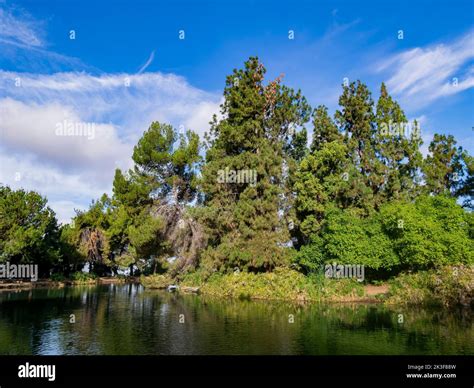 Tree and reflection at Ernest E. Debs Regional Park, Los Angeles Stock ...