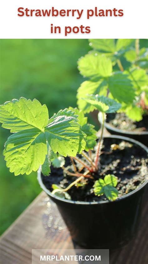 How to Grow Strawberries: A Complete Beginner's Guide