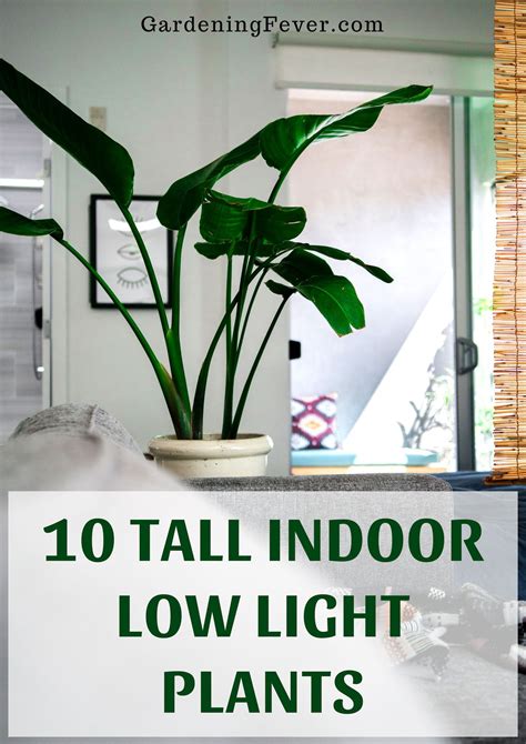 10 Tall indoor Low Light Plants - Gardening Fever | Low light house ...