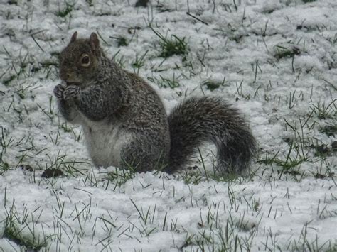 Wintry or wintery - The Nesting Box - Omlet Club