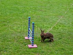 Image result for Rabbit Jumping Competition