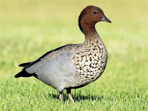 Maned Duck - eBird