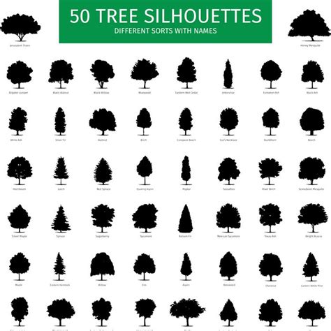Image result for Tree Identification Guide With