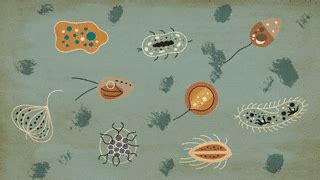 SONU ACADEMY: MICROORGANISMS: FRIIEND AND FOE CBSE CLASS-VIII BIOLOGY