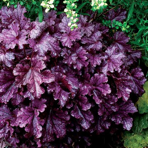 Heuchera Forever Purple (coral Bells) - 3 Well Rooted Starter Plants in ...